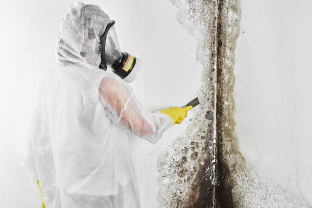Best Mold Testing and Inspection Services in Holcom, KS