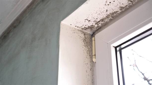 Best Mold Remediation for Specific Building Types in Holcom, KS