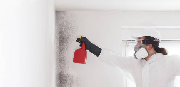 Best Residential Mold Remediation in Holcom, KS