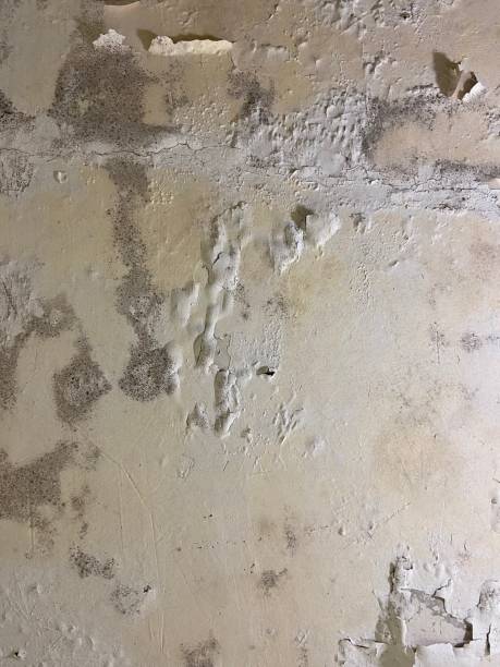 Best Attic Mold Remediation in Holcom, KS