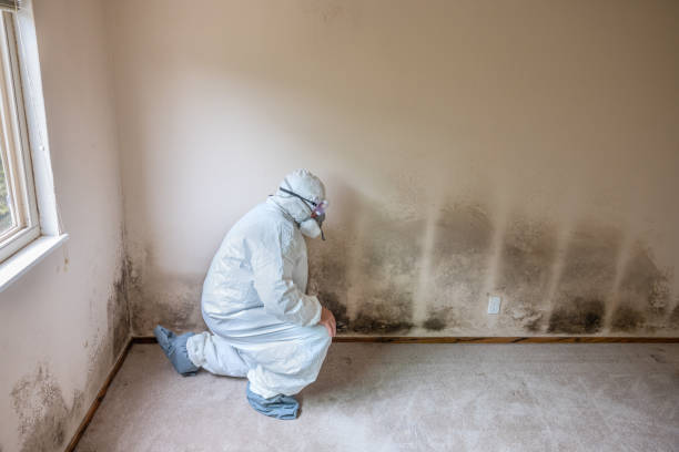 Best Emergency Mold Remediation in Holcom, KS