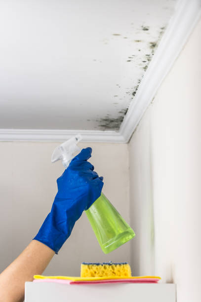Best Insurance-Related Mold Remediation in Holcom, KS